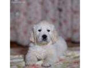 Mutt Puppy for sale in Woodhull, NY, USA