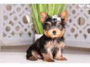 Yorkshire Terrier Puppy for sale in Columbus, OH, USA