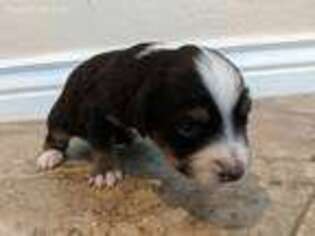 Miniature Australian Shepherd Puppy for sale in Mesa, AZ, USA
