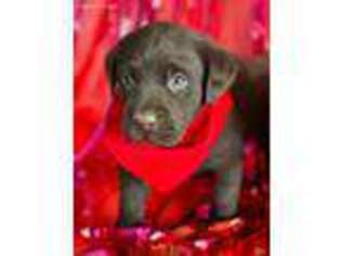 Labrador Retriever Puppy for sale in Wills Point, TX, USA