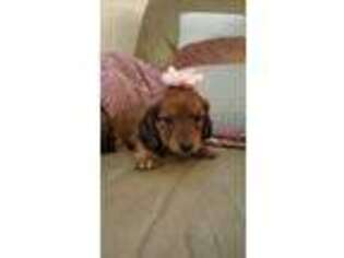 Dachshund Puppy for sale in Goshen, IN, USA