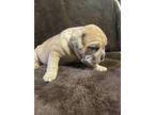 Mutt Puppy for sale in Starr, SC, USA