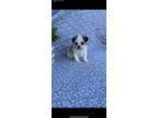Poovanese Puppy for sale in Elkton, KY, USA