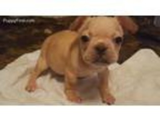 French Bulldog Puppy for sale in Flomaton, AL, USA