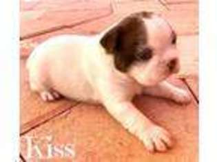 Boston Terrier Puppy for sale in Hollywood, FL, USA