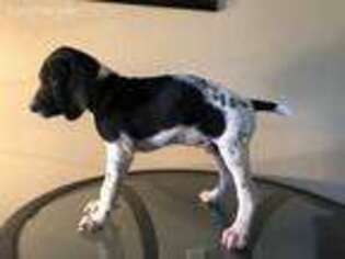 German Shorthaired Pointer Puppy for sale in Round Rock, TX, USA