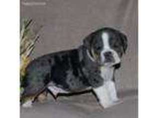 Bulldog Puppy for sale in Quarryville, PA, USA