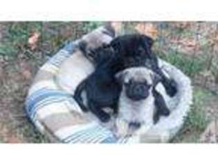 Pug Puppy for sale in CANTERBURY, CT, USA