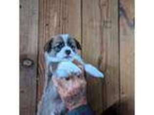 Pembroke Welsh Corgi Puppy for sale in Beech Island, SC, USA