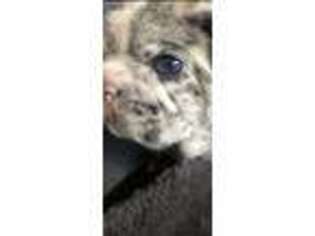 French Bulldog Puppy for sale in Mohrsville, PA, USA