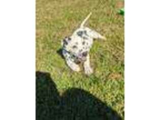 Dalmatian Puppy for sale in Crossville, TN, USA