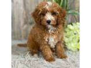 Cavapoo Puppy for sale in Lagrange, IN, USA