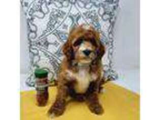 Mutt Puppy for sale in Auburn, AL, USA