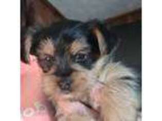 Yorkshire Terrier Puppy for sale in Grafton, WV, USA