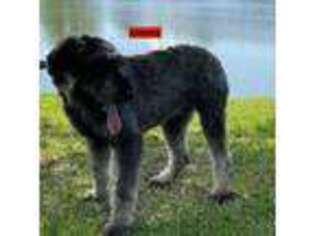 Mutt Puppy for sale in Smithville, MS, USA