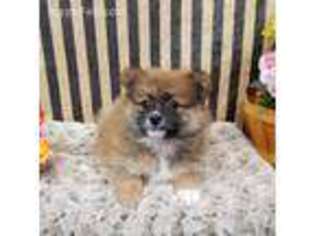 Pomeranian Puppy for sale in East Meadow, NY, USA