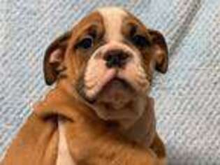 Bulldog Puppy for sale in Bellingham, WA, USA