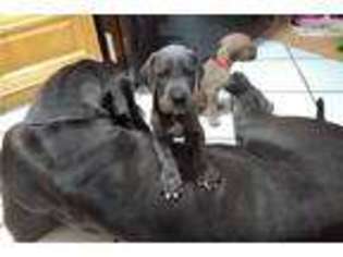 Great Dane Puppy for sale in Fort Lauderdale, FL, USA