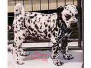 Dalmatian Puppy for sale in Cape May, NJ, USA