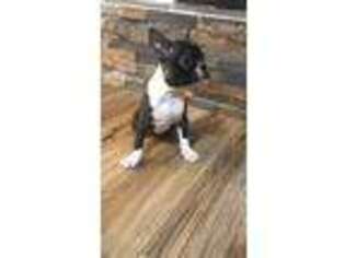 Boston Terrier Puppy for sale in Jennings, LA, USA
