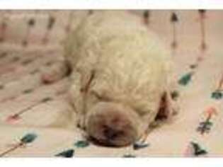 Labradoodle Puppy for sale in Johnstown, OH, USA