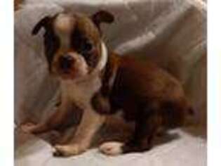 Boston Terrier Puppy for sale in Danville, IL, USA