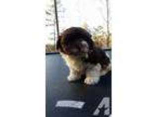 Havanese Puppy for sale in JACKSONVILLE, NC, USA