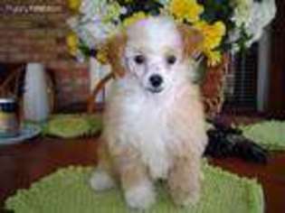Mutt Puppy for sale in Crowley, TX, USA