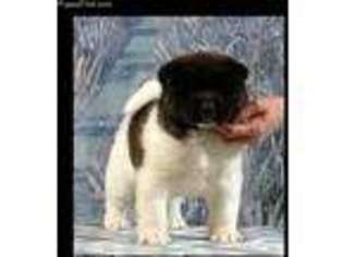 Akita Puppy for sale in Newberry, MI, USA