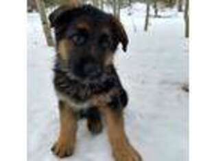German Shepherd Dog Puppy for sale in Red Feather Lakes, CO, USA