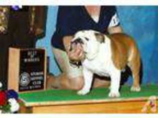 Bulldog Puppy for sale in SAINT CHARLES, IL, USA