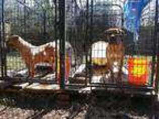 Boerboel Puppy for sale in Memphis, TN, USA