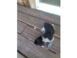 German Shorthaired Pointer Puppy for sale in Stevensville, MT, USA