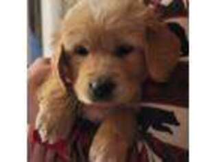 Golden Retriever Puppy for sale in Quakertown, PA, USA