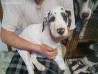 Great Dane Puppy for sale in Mineral City, OH, USA