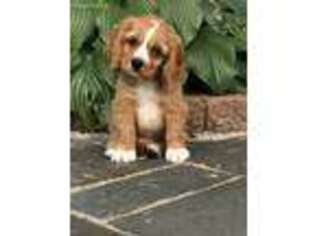Cavalier King Charles Spaniel Puppy for sale in Gurnee, IL, USA