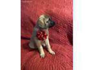 Anatolian Shepherd Puppy for sale in Galion, OH, USA