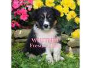 Miniature Australian Shepherd Puppy for sale in Coshocton, OH, USA