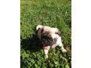 Pug Puppy for sale in Morristown, MN, USA