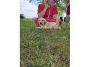 Labrador Retriever Puppy for sale in Arcola, IL, USA