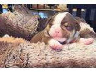 Olde English Bulldogge Puppy for sale in Dyersburg, TN, USA