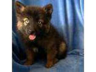 Pomeranian Puppy for sale in Madison, WI, USA