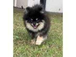 Pomeranian Puppy for sale in Paradise Valley, AZ, USA
