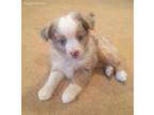 Miniature Australian Shepherd Puppy for sale in Graham, TX, USA