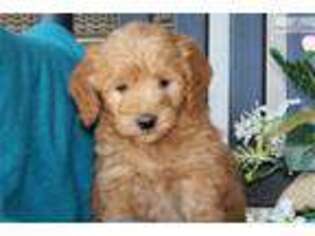 Goldendoodle Puppy for sale in Harrisburg, PA, USA