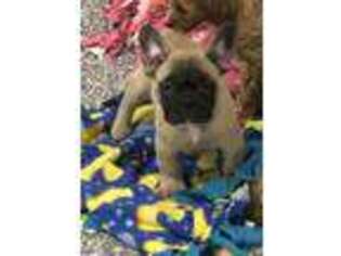 French Bulldog Puppy for sale in Gurnee, IL, USA