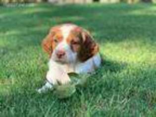 Brittany Puppy for sale in Sand Springs, OK, USA
