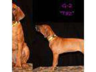 Rhodesian Ridgeback Puppy for sale in Parma Heights, OH, USA