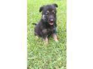 German Shepherd Dog Puppy for sale in Juliette, GA, USA