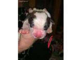 Saint Bernard Puppy for sale in Cherry Tree, PA, USA